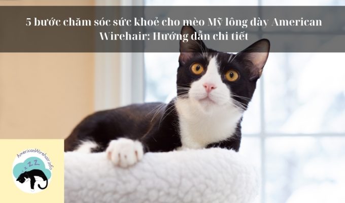 5 bước chăm sóc sức khoẻ cho mèo Mỹ lông dày American Wirehair: Hướng dẫn chi tiết