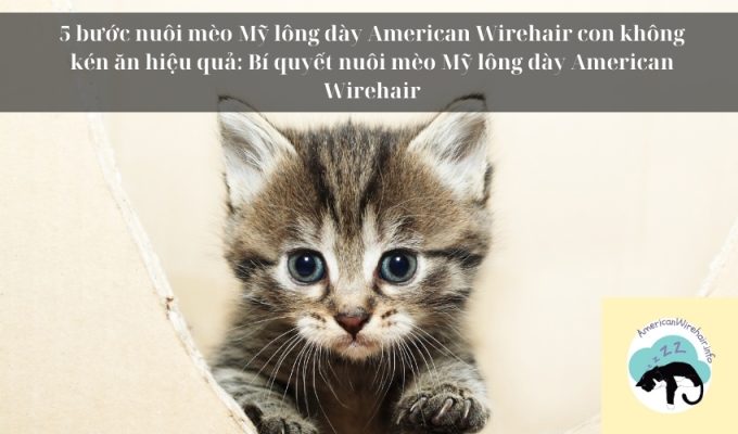 5 bước nuôi mèo Mỹ lông dày American Wirehair con không kén ăn hiệu quả: Bí quyết nuôi mèo Mỹ lông dày American Wirehair