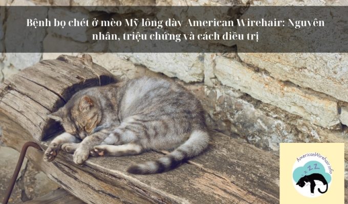 Bệnh bọ chét ở mèo Mỹ lông dày American Wirehair: Nguyên nhân, triệu chứng và cách điều trị