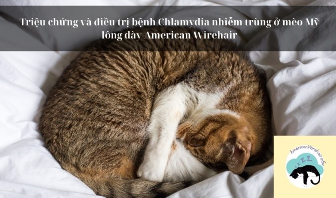 Triệu chứng và điều trị bệnh Chlamydia nhiễm trùng ở mèo Mỹ lông dày American Wirehair