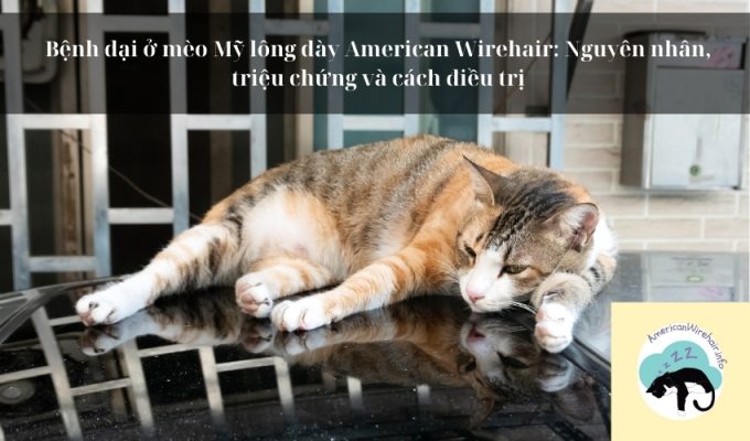 Bệnh dại ở mèo Mỹ lông dày American Wirehair: Nguyên nhân, triệu chứng và cách điều trị