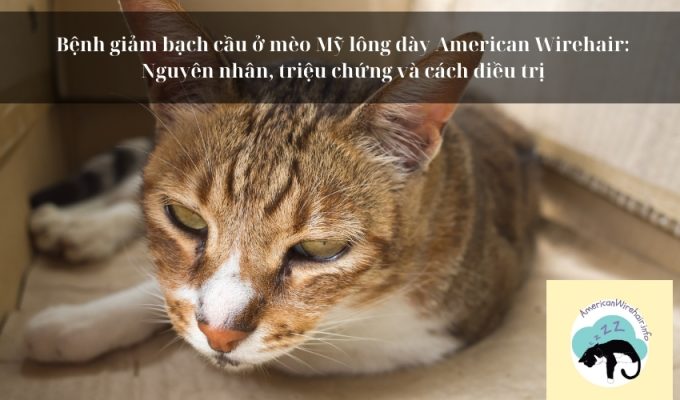 Bệnh giảm bạch cầu ở mèo Mỹ lông dày American Wirehair: Nguyên nhân, triệu chứng và cách điều trị