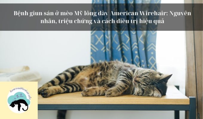 Bệnh giun sán ở mèo Mỹ lông dày American Wirehair: Nguyên nhân, triệu chứng và cách điều trị hiệu quả