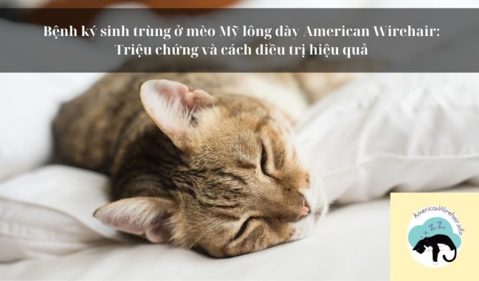 Bệnh ký sinh trùng ở mèo Mỹ lông dày American Wirehair: Triệu chứng và cách điều trị hiệu quả