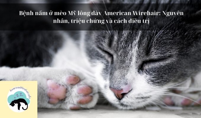 Bệnh nấm ở mèo Mỹ lông dày American Wirehair: Nguyên nhân, triệu chứng và cách điều trị