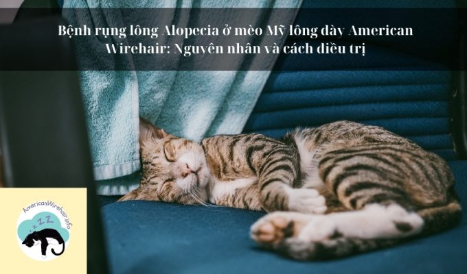 Bệnh rụng lông Alopecia ở mèo Mỹ lông dày American Wirehair: Nguyên nhân và cách điều trị