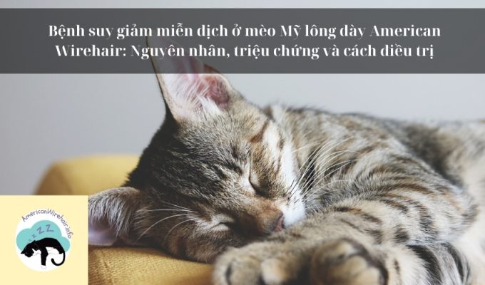 Bệnh suy giảm miễn dịch ở mèo Mỹ lông dày American Wirehair: Nguyên nhân, triệu chứng và cách điều trị