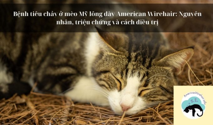 Bệnh tiêu chảy ở mèo Mỹ lông dày American Wirehair: Nguyên nhân, triệu chứng và cách điều trị