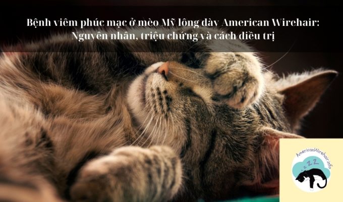 Bệnh viêm phúc mạc ở mèo Mỹ lông dày American Wirehair: Nguyên nhân, triệu chứng và cách điều trị