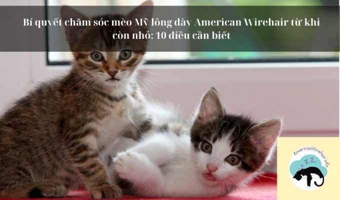 Bí quyết chăm sóc mèo Mỹ lông dày American Wirehair từ khi còn nhỏ: 10 điều cần biết