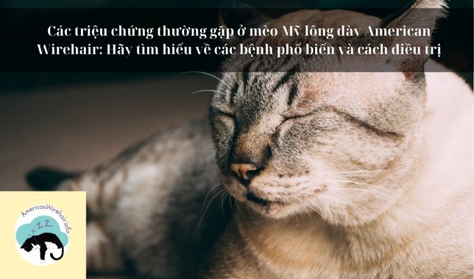 Các triệu chứng thường gặp ở mèo Mỹ lông dày American Wirehair: Hãy tìm hiểu về các bệnh phổ biến và cách điều trị