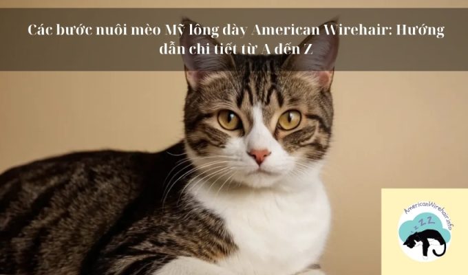 Các bước nuôi mèo Mỹ lông dày American Wirehair: Hướng dẫn chi tiết từ A đến Z