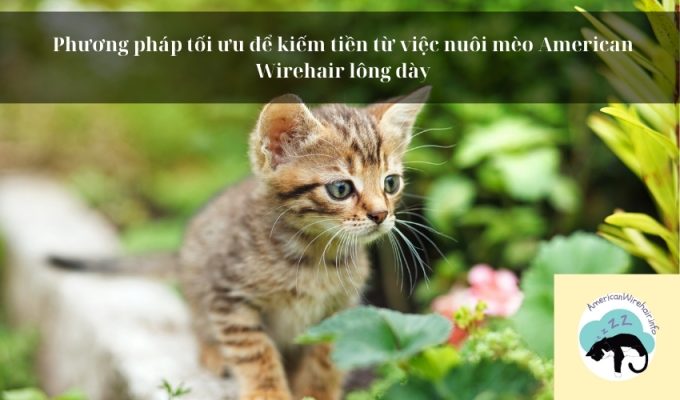 Phương pháp tối ưu để kiếm tiền từ việc nuôi mèo American Wirehair lông dày