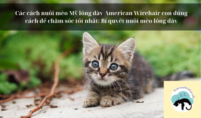 Các cách nuôi mèo Mỹ lông dày American Wirehair con đúng cách để chăm sóc tốt nhất: Bí quyết nuôi mèo lông dày