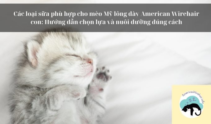 Các loại sữa phù hợp cho mèo Mỹ lông dày American Wirehair con: Hướng dẫn chọn lựa và nuôi dưỡng đúng cách