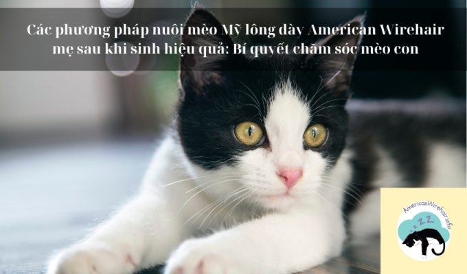 Các phương pháp nuôi mèo Mỹ lông dày American Wirehair mẹ sau khi sinh hiệu quả: Bí quyết chăm sóc mèo con