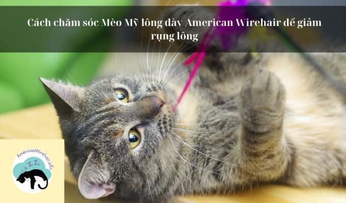 Cách chăm sóc Mèo Mỹ lông dày American Wirehair để giảm rụng lông