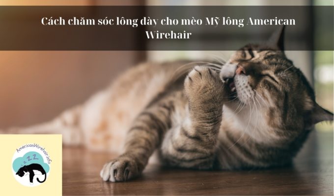 cach-cham-soc-long-meo-my-long-day-american-wirehair