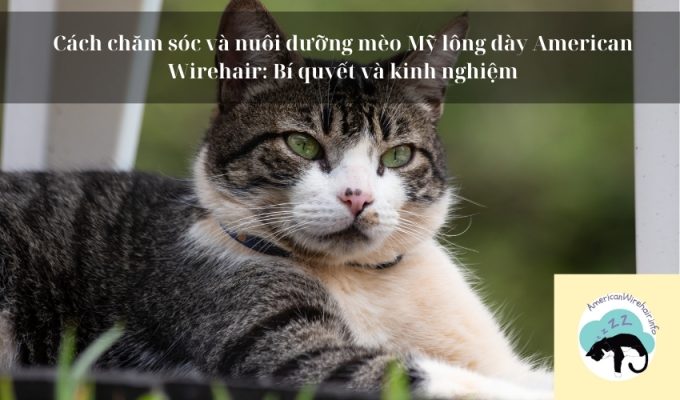 Cách chăm sóc và nuôi dưỡng mèo Mỹ lông dày American Wirehair: Bí quyết và kinh nghiệm