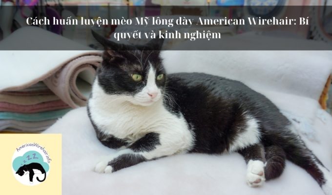 Cách huấn luyện mèo Mỹ lông dày American Wirehair: Bí quyết và kinh nghiệm