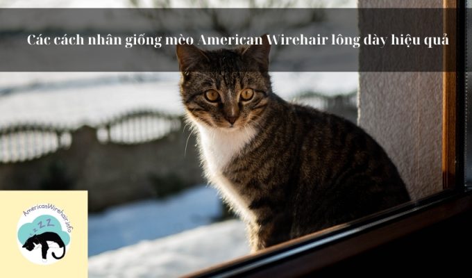 Các cách nhân giống mèo American Wirehair lông dày hiệu quả