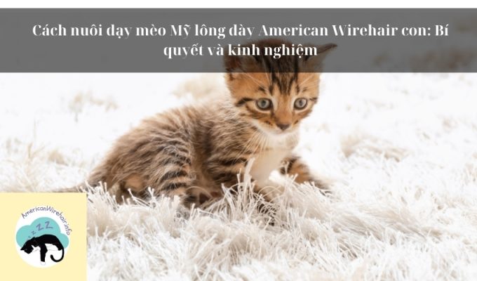 Cách nuôi dạy mèo Mỹ lông dày American Wirehair con: Bí quyết và kinh nghiệm