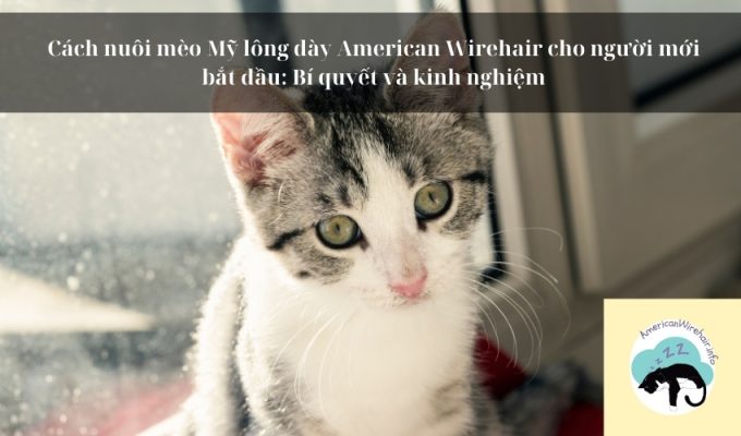 Cách nuôi mèo Mỹ lông dày American Wirehair cho người mới bắt đầu: Bí quyết và kinh nghiệm