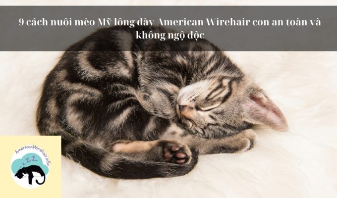 9 cách nuôi mèo Mỹ lông dày American Wirehair con an toàn và không ngộ độc