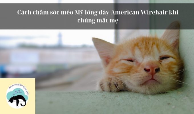 Cách chăm sóc mèo Mỹ lông dày American Wirehair khi chúng mất mẹ