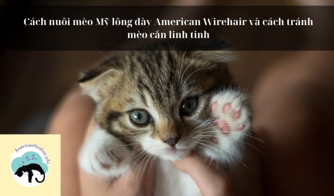 Cách nuôi mèo Mỹ lông dày American Wirehair và cách tránh mèo cắn linh tinh