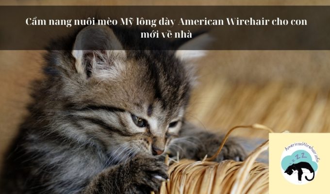 Cẩm nang nuôi mèo Mỹ lông dày American Wirehair cho con mới về nhà