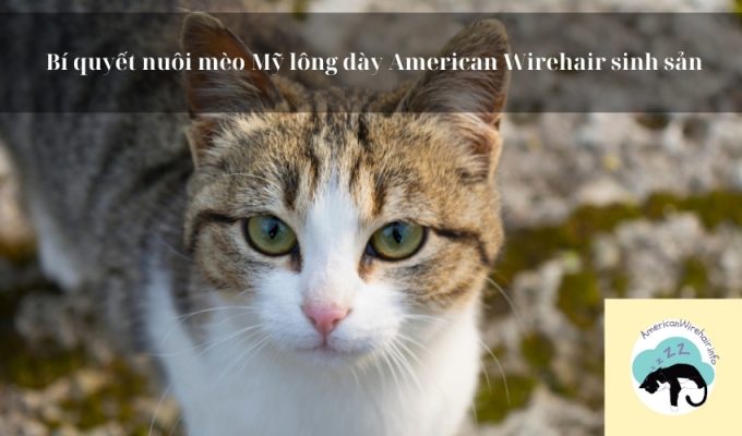 Bí quyết nuôi mèo Mỹ lông dày American Wirehair sinh sản