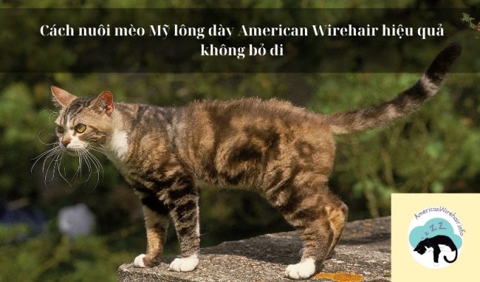 Cách nuôi mèo Mỹ lông dày American Wirehair hiệu quả không bỏ đi