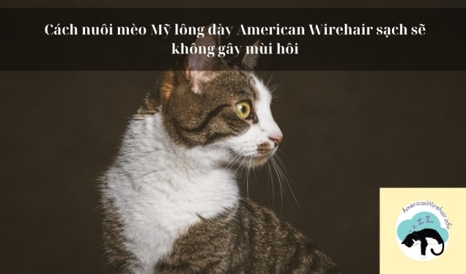 Cách nuôi mèo Mỹ lông dày American Wirehair sạch sẽ không gây mùi hôi