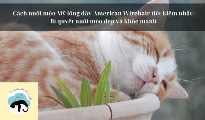 Cách nuôi mèo Mỹ lông dày American Wirehair tiết kiệm nhất: Bí quyết nuôi mèo đẹp và khỏe mạnh