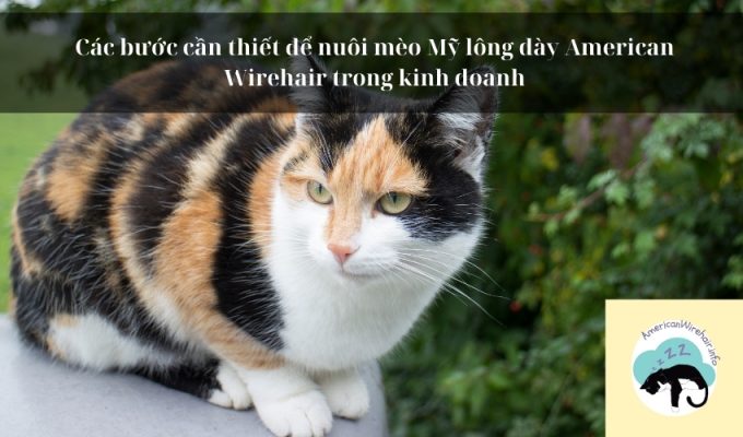 Các bước cần thiết để nuôi mèo Mỹ lông dày American Wirehair trong kinh doanh