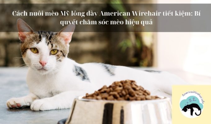 Cách nuôi mèo Mỹ lông dày American Wirehair tiết kiệm: Bí quyết chăm sóc mèo hiệu quả