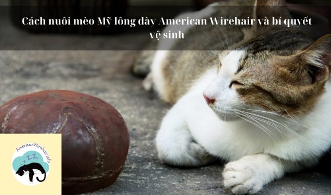 Cách nuôi mèo Mỹ lông dày American Wirehair và bí quyết vệ sinh