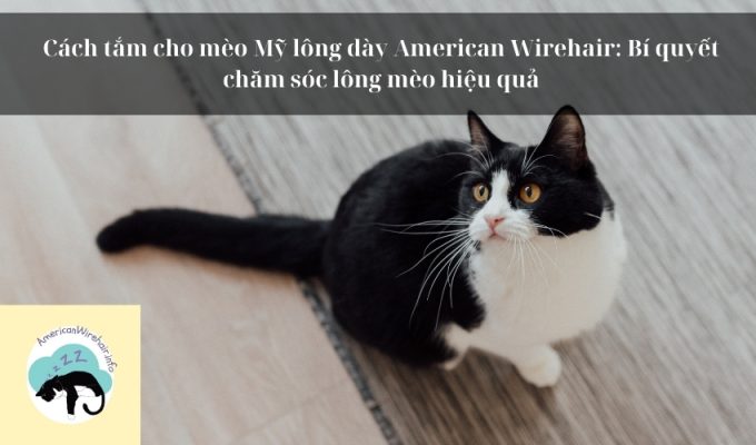 Cách tắm cho mèo Mỹ lông dày American Wirehair: Bí quyết chăm sóc lông mèo hiệu quả