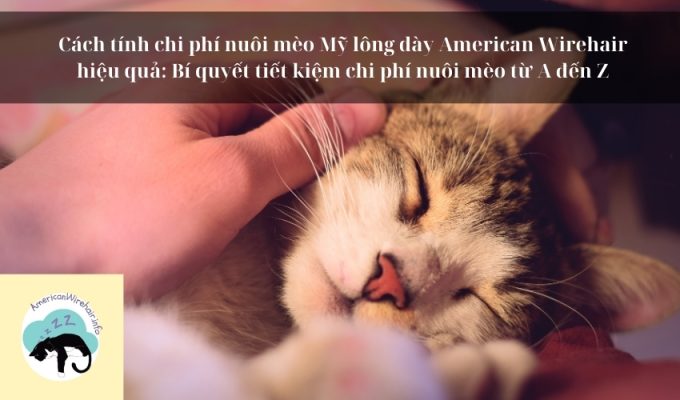 Cách tính chi phí nuôi mèo Mỹ lông dày American Wirehair hiệu quả: Bí quyết tiết kiệm chi phí nuôi mèo từ A đến Z