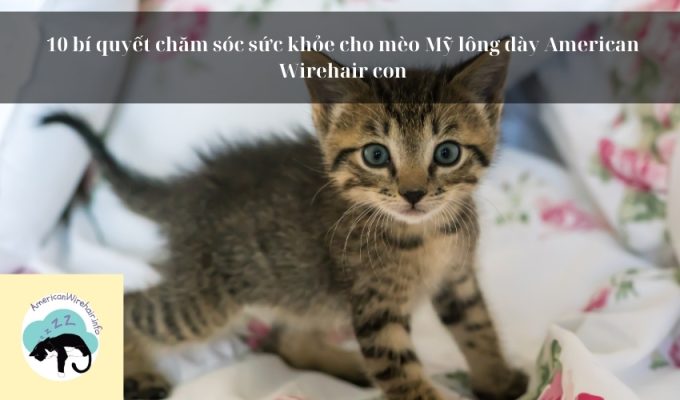 10 bí quyết chăm sóc sức khỏe cho mèo Mỹ lông dày American Wirehair con