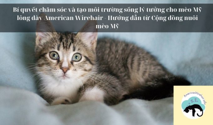 Bí quyết chăm sóc và tạo môi trường sống lý tưởng cho mèo Mỹ lông dày American Wirehair - Hướng dẫn từ Cộng đồng nuôi mèo Mỹ