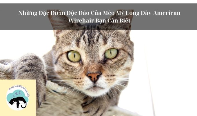 Những Đặc Điểm Độc Đáo Của Mèo Mỹ Lông Dày American Wirehair Bạn Cần Biết