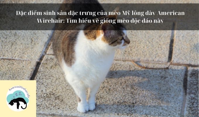 Đặc điểm sinh sản đặc trưng của mèo Mỹ lông dày American Wirehair: Tìm hiểu về giống mèo độc đáo này