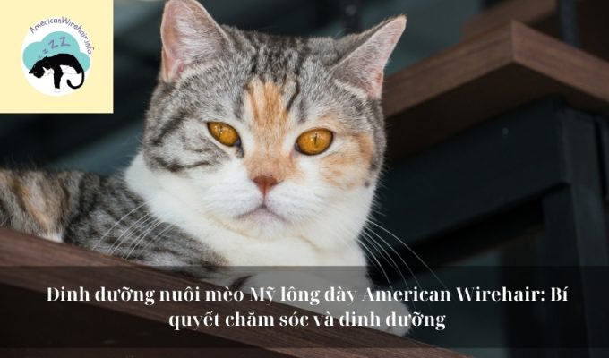 Dinh dưỡng nuôi mèo Mỹ lông dày American Wirehair: Bí quyết chăm sóc và dinh dưỡng