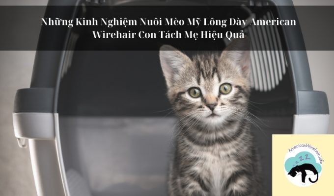 Những Kinh Nghiệm Nuôi Mèo Mỹ Lông Dày American Wirehair Con Tách Mẹ Hiệu Quả