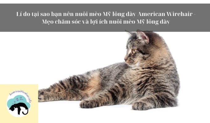 Lí do tại sao bạn nên nuôi mèo Mỹ lông dày American Wirehair - Mẹo chăm sóc và lợi ích nuôi mèo Mỹ lông dày