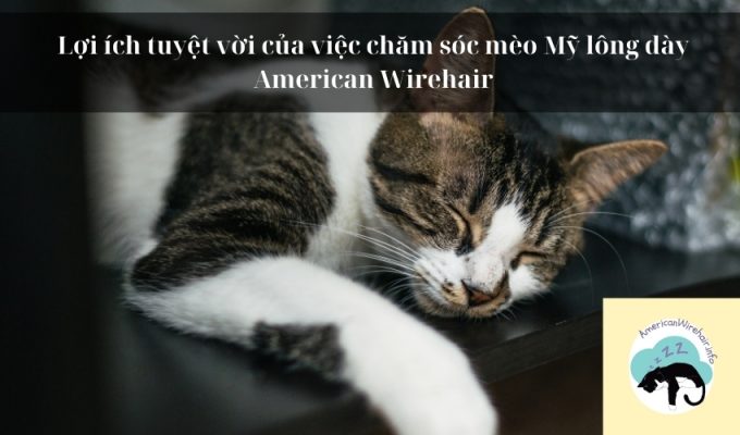 Lợi ích tuyệt vời của việc chăm sóc mèo Mỹ lông dày American Wirehair