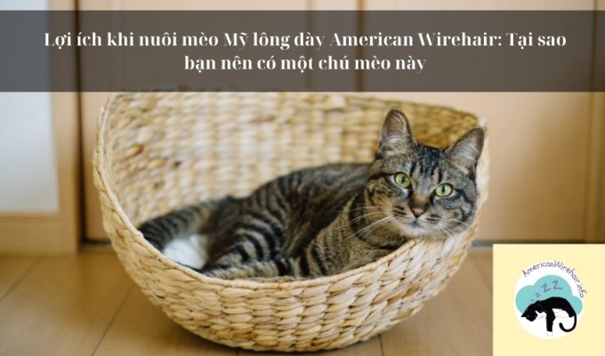 Lợi ích khi nuôi mèo Mỹ lông dày American Wirehair: Tại sao bạn nên có một chú mèo này