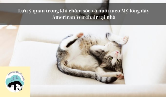 Lưu ý quan trọng khi chăm sóc và nuôi mèo Mỹ lông dày American Wirehair tại nhà